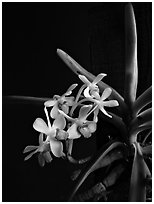Vanda parviflora. A species orchid ( black and white)