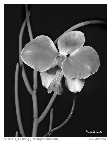 Vanda teres. A species orchid (black and white)