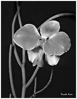 Vanda teres. A species orchid ( black and white)