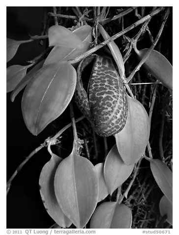 Zootrophion serpens. A species orchid (black and white)