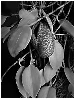 Zootrophion serpens. A species orchid (black and white)