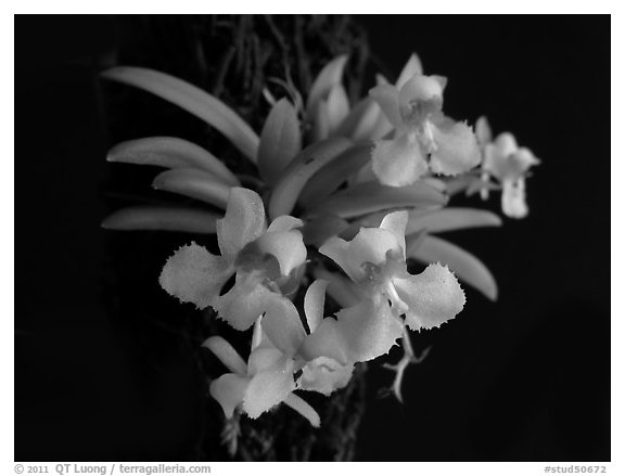Zygostates alleniana. A species orchid (black and white)