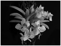 Zygostates alleniana. A species orchid (black and white)