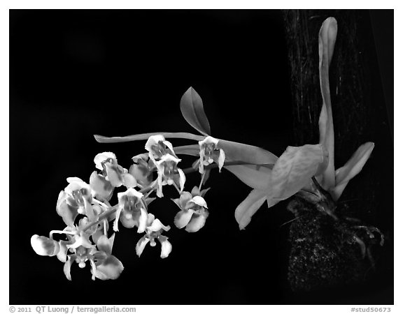 Zygostates grandiflora. A species orchid (black and white)