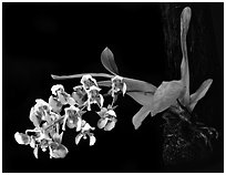Zygostates grandiflora. A species orchid ( black and white)