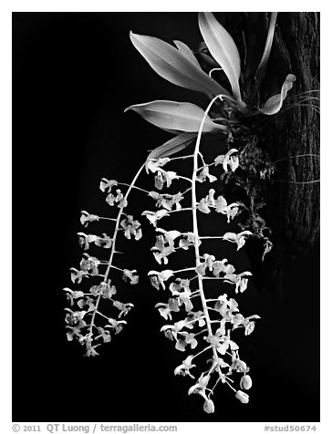Zygostates lunata. A species orchid (black and white)