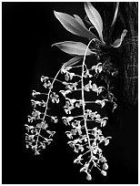 Zygostates lunata. A species orchid ( black and white)
