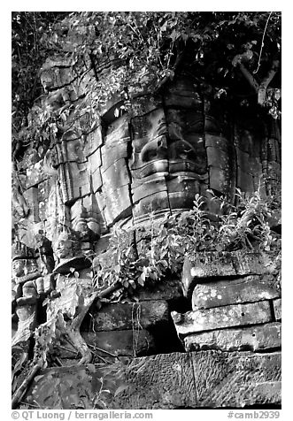 Stone face invaded by vegetation, Angkor Thom complex. Angkor, Cambodia (black and white)