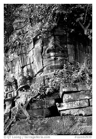 Stone face invaded by vegetation, Angkor Thom complex. Angkor, Cambodia