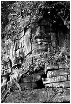 Stone face invaded by vegetation, Angkor Thom complex. Angkor, Cambodia (black and white)