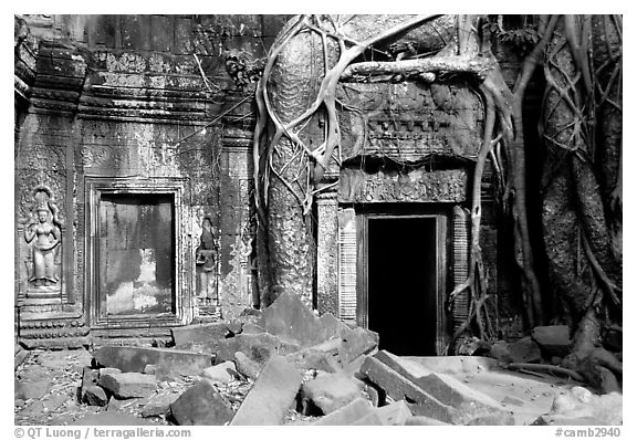 Roots of giant bayan tree encroaching on ruins in Ta Prom. Angkor, Cambodia (black and white)