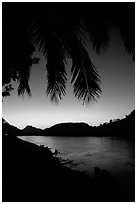 Sunset on the Mekong river framed by coconut trees, Luang Prabang. Mekong river, Laos (black and white)