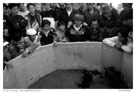 Villagers attend a rooster fight. Luang Prabang, Laos (black and white)