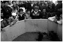 Villagers attend a rooster fight. Luang Prabang, Laos (black and white)