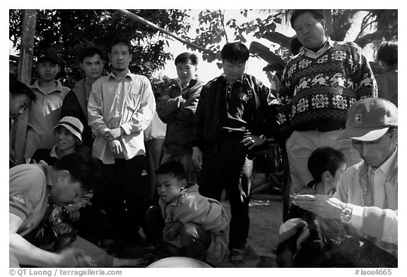 Coaches take care of wounded roosters after fighting. Luang Prabang, Laos