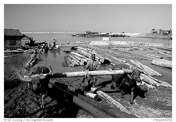 Water buffalo hauling trunks on the Ayeyarwadi river. Mandalay, Myanmar (black and white)