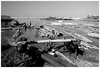 Water buffalo hauling trunks on the Ayeyarwadi river. Mandalay, Myanmar ( black and white)