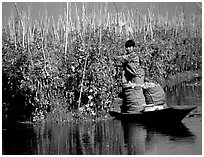 Harvesting apples on the floating gardens. Inle Lake, Myanmar (black and white)