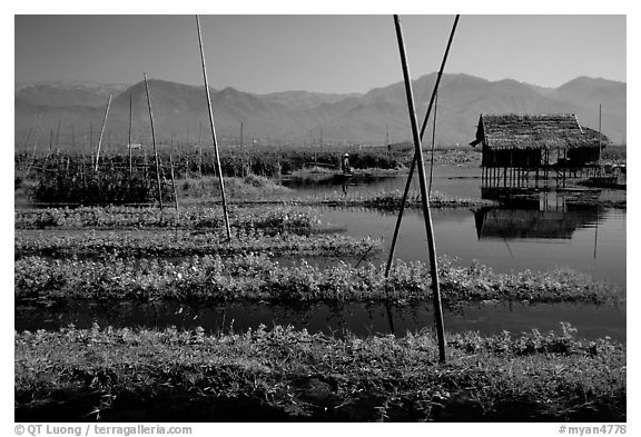 Floating gardens. Inle Lake, Myanmar