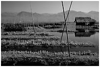 Floating gardens. Inle Lake, Myanmar ( black and white)