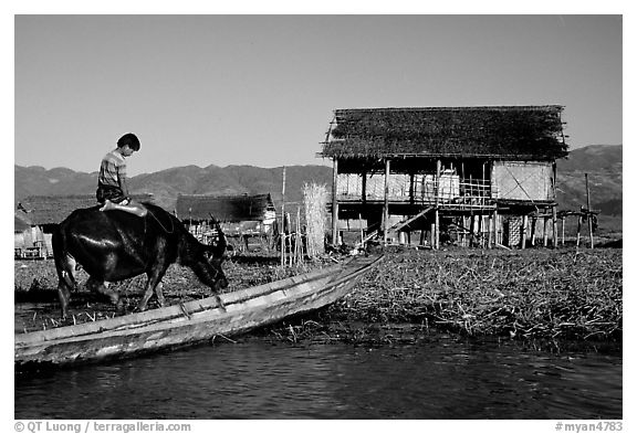 Boy on Water buffalo near the canal at Nyaungshwe. Inle Lake, Myanmar (black and white)