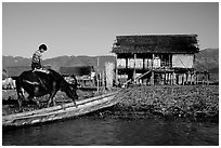 Boy on Water buffalo near the canal at Nyaungshwe. Inle Lake, Myanmar ( black and white)