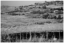 Cultivation. Shan state, Myanmar ( black and white)