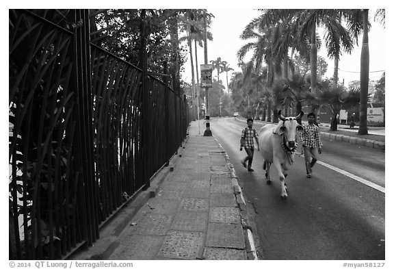 Men with ox walking on road near Kandawgyi lake. Yangon, Myanmar (black and white)
