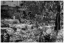 Muslim Cemetery. Yangon, Myanmar ( black and white)