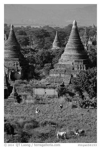 Peasant and ox in field below pagodas. Bagan, Myanmar (black and white)