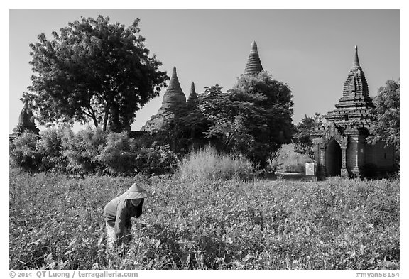 Woman harvesting beans with backdrop of pagodas. Bagan, Myanmar (black and white)