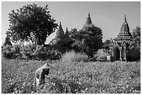 Woman harvesting beans with backdrop of pagodas. Bagan, Myanmar ( black and white)