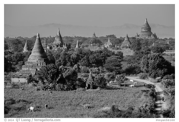 Rural scene with cattle and peasants working in fields below pagodas. Bagan, Myanmar (black and white)