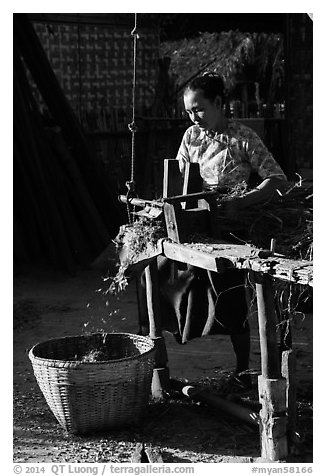 Villager processing harvest. Bagan, Myanmar (black and white)