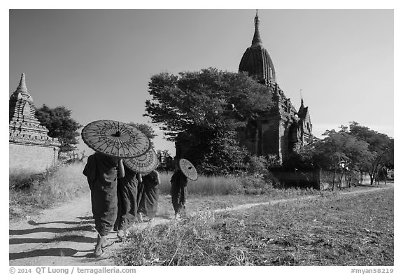 Young Buddhist monks holding red sun umbrellas walk towards temple. Bagan, Myanmar (black and white)