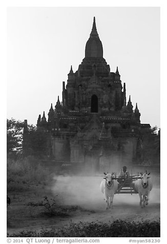 Ox cart riding in front of Tayok Pye temple. Bagan, Myanmar (black and white)