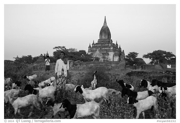 Sheep herder in front of temple, Minnanthu village. Bagan, Myanmar (black and white)
