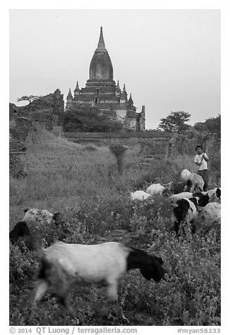 Child herding sheep in front of temple, Minnanthu village. Bagan, Myanmar (black and white)