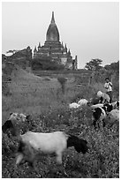 Child herding sheep in front of temple, Minnanthu village. Bagan, Myanmar ( black and white)