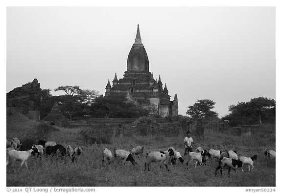 Sheep herding at sunset, Minnanthu village. Bagan, Myanmar (black and white)