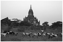 Sheep herding at sunset, Minnanthu village. Bagan, Myanmar ( black and white)