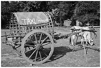 Ox cart marked as taxi, Mingun. Myanmar ( black and white)