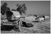 Ox carts on shore of Irrawaddy River, Mingun. Myanmar ( black and white)