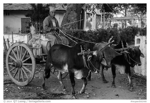 Man driving ox cart carrying water tank. Pindaya, Myanmar (black and white)