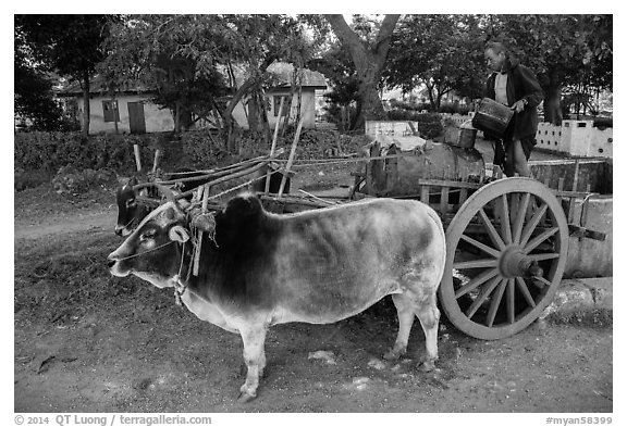 Man filling up water tank on ox cart. Pindaya, Myanmar (black and white)