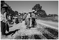 Women doing road construction work. Shan state, Myanmar ( black and white)