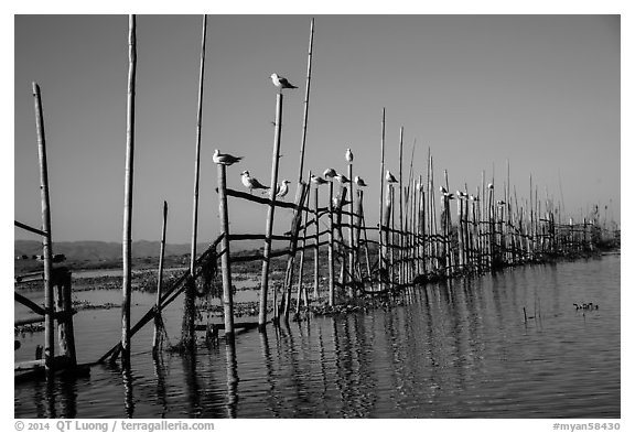 Birds perched on fence. Inle Lake, Myanmar (black and white)