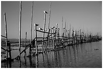Birds perched on fence. Inle Lake, Myanmar ( black and white)