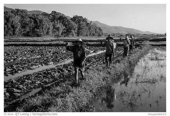 Villagers returning from a day of work in the fields, Maing Thauk Village. Inle Lake, Myanmar (black and white)