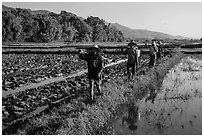 Villagers returning from a day of work in the fields, Maing Thauk Village. Inle Lake, Myanmar ( black and white)